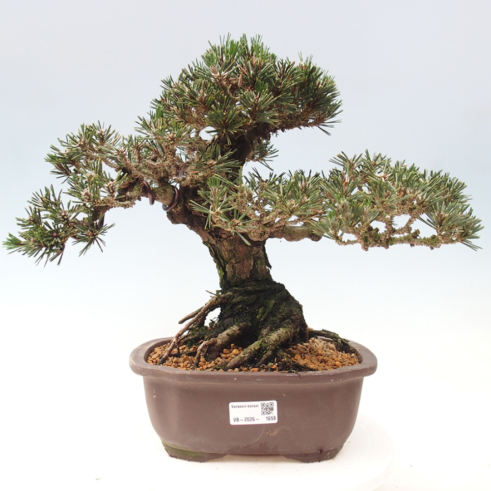 Bonsai da esterno - Pinus thunbergii Kotobuki - Pino di Thunberg
