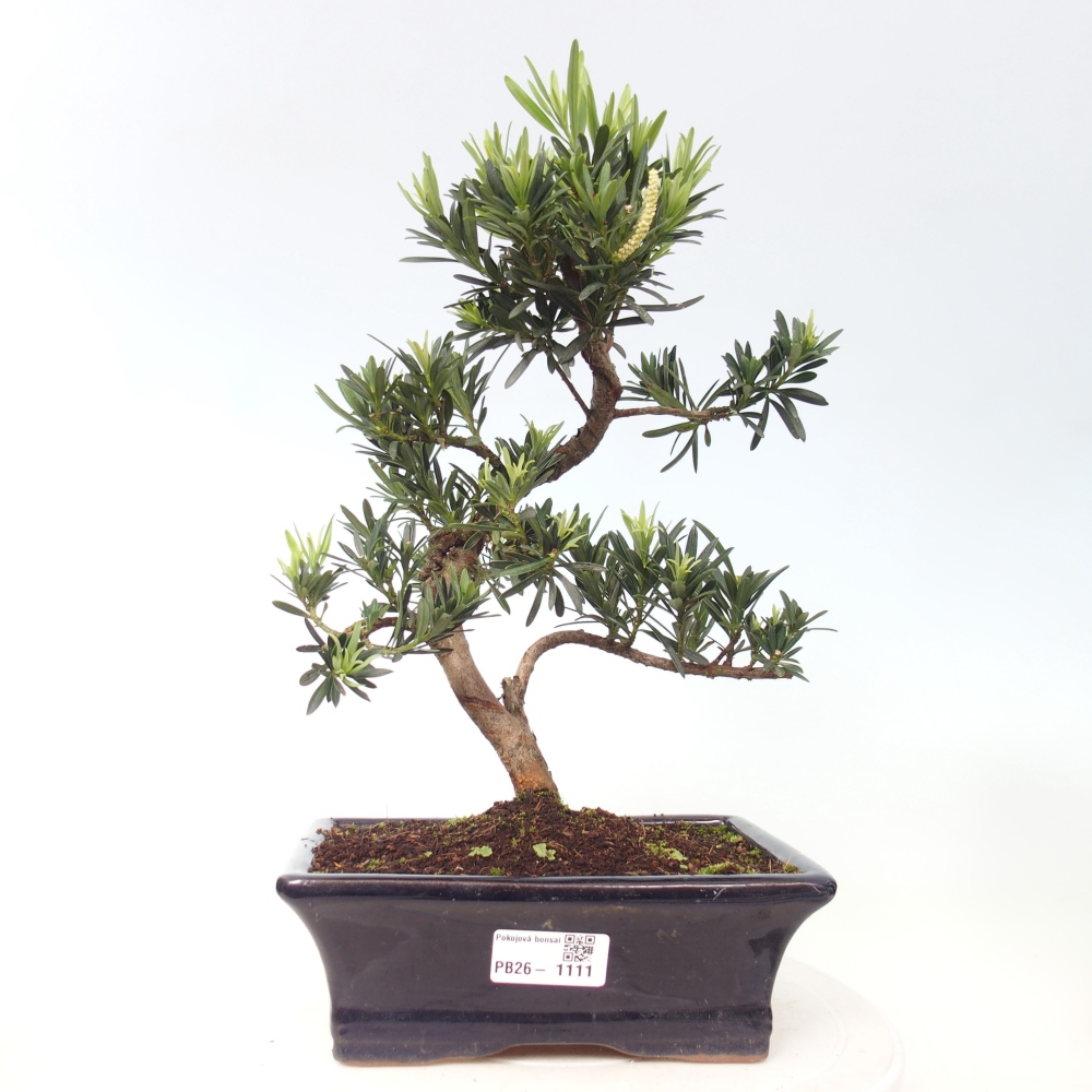 Camera bonsai - Podocarpus - Tasso delle pietre