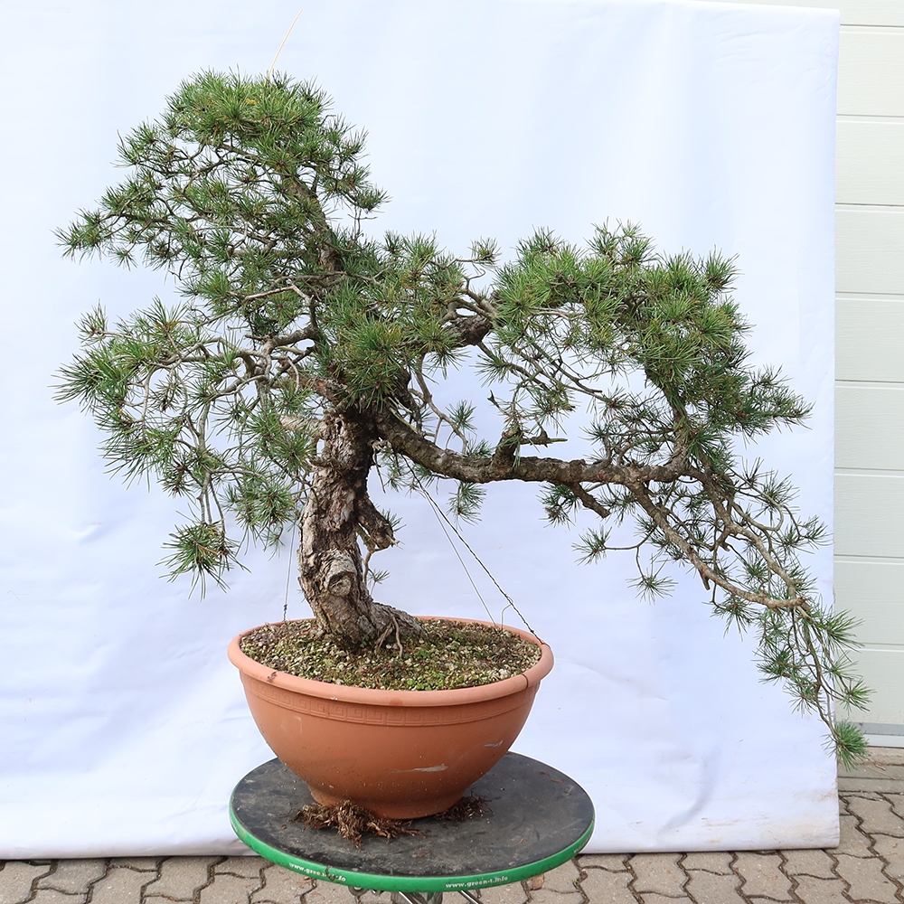 Pinus sylvestris Spagna - pino silvestre