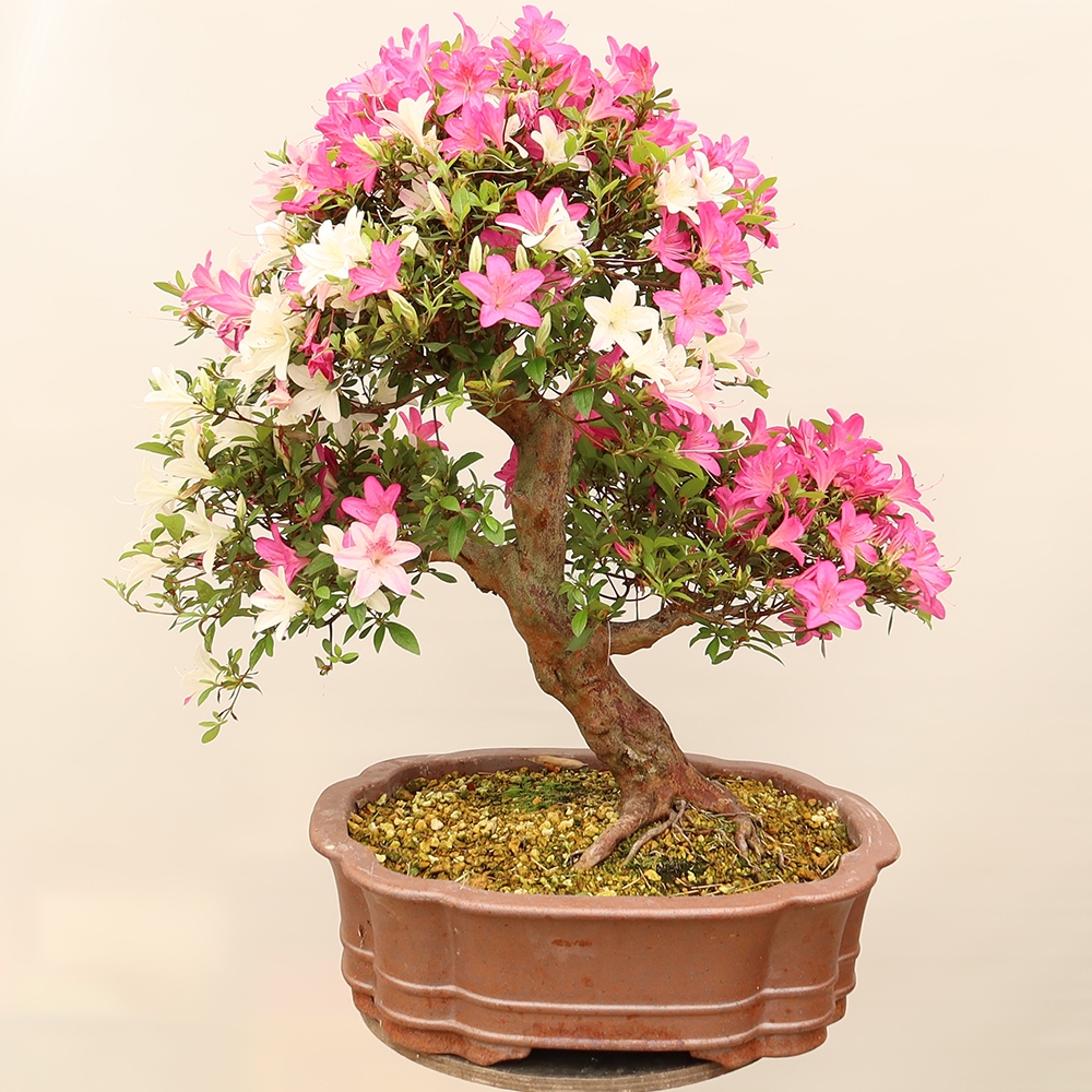 Bonsai da esterno - Azalea giapponese - Azalea Miyabihime