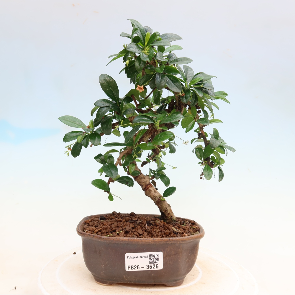 Camera bonsai - Carmona macrophylla - Tea fuki