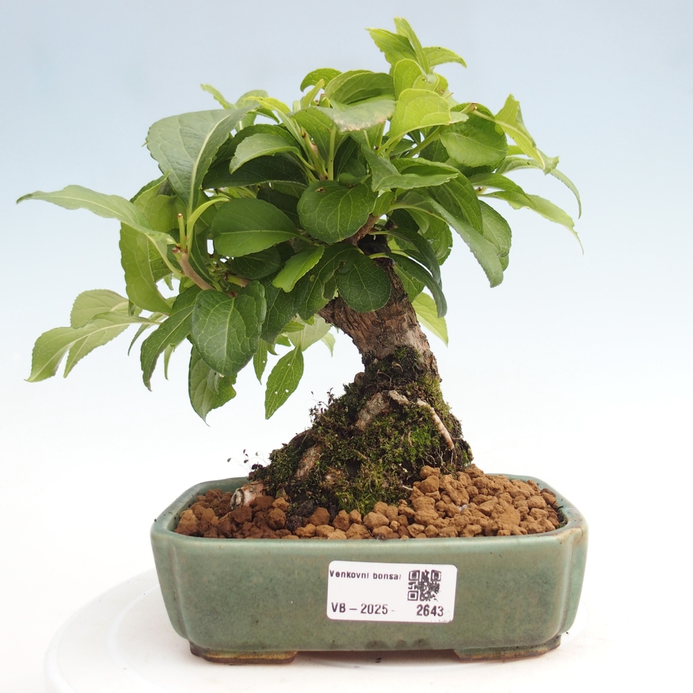 Bonsai da esterno - Celastrus orbiculatus