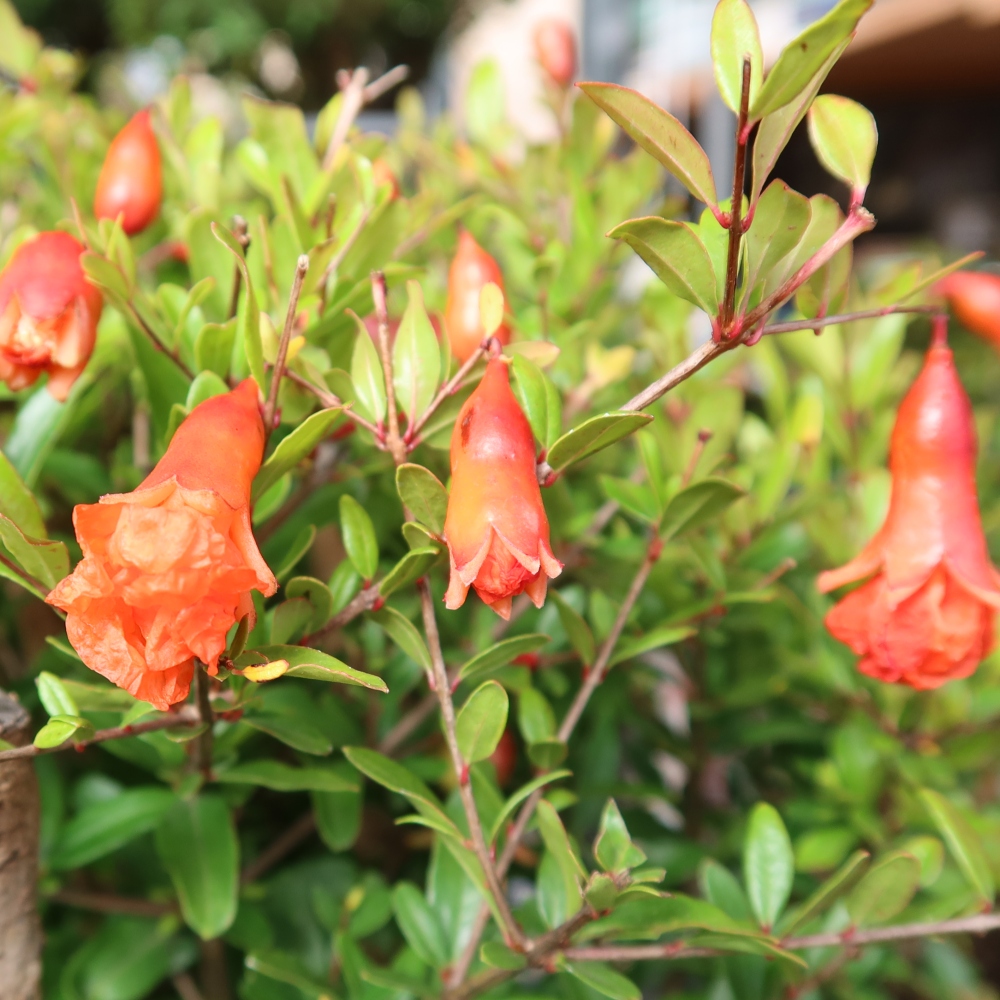 Camera bonsai-PUNICA granatum nana-Mela granata