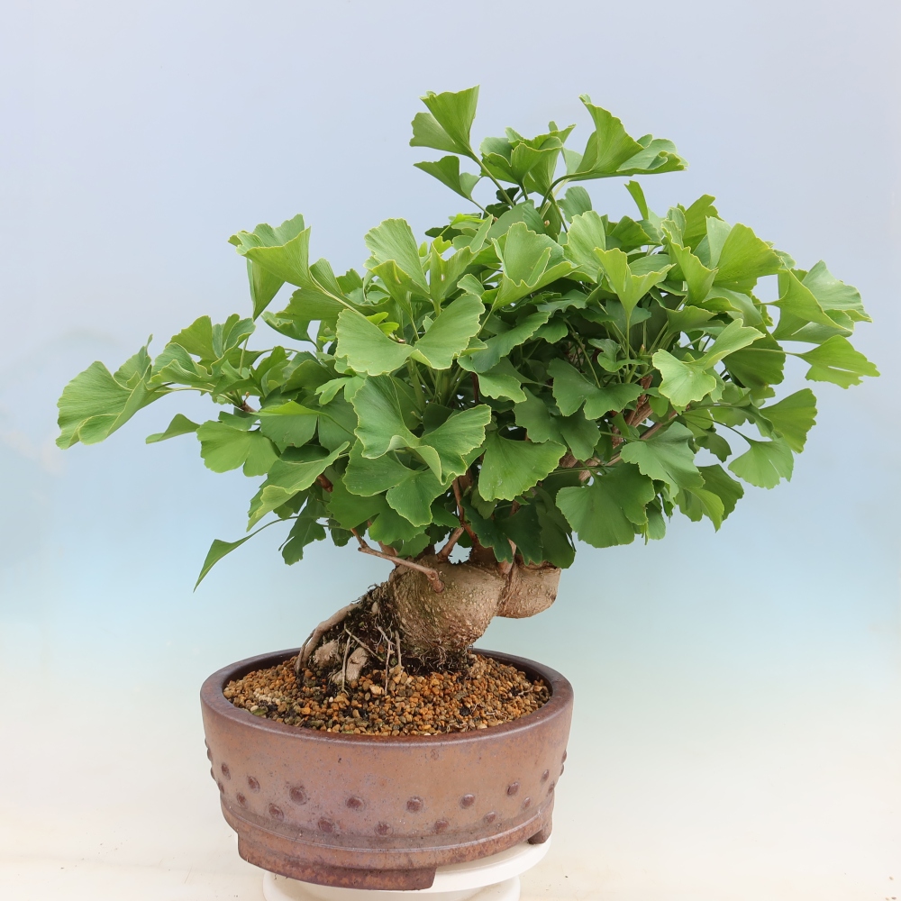 Bonsai da esterno - Ginkgo biloba - Ginkgo biloba
