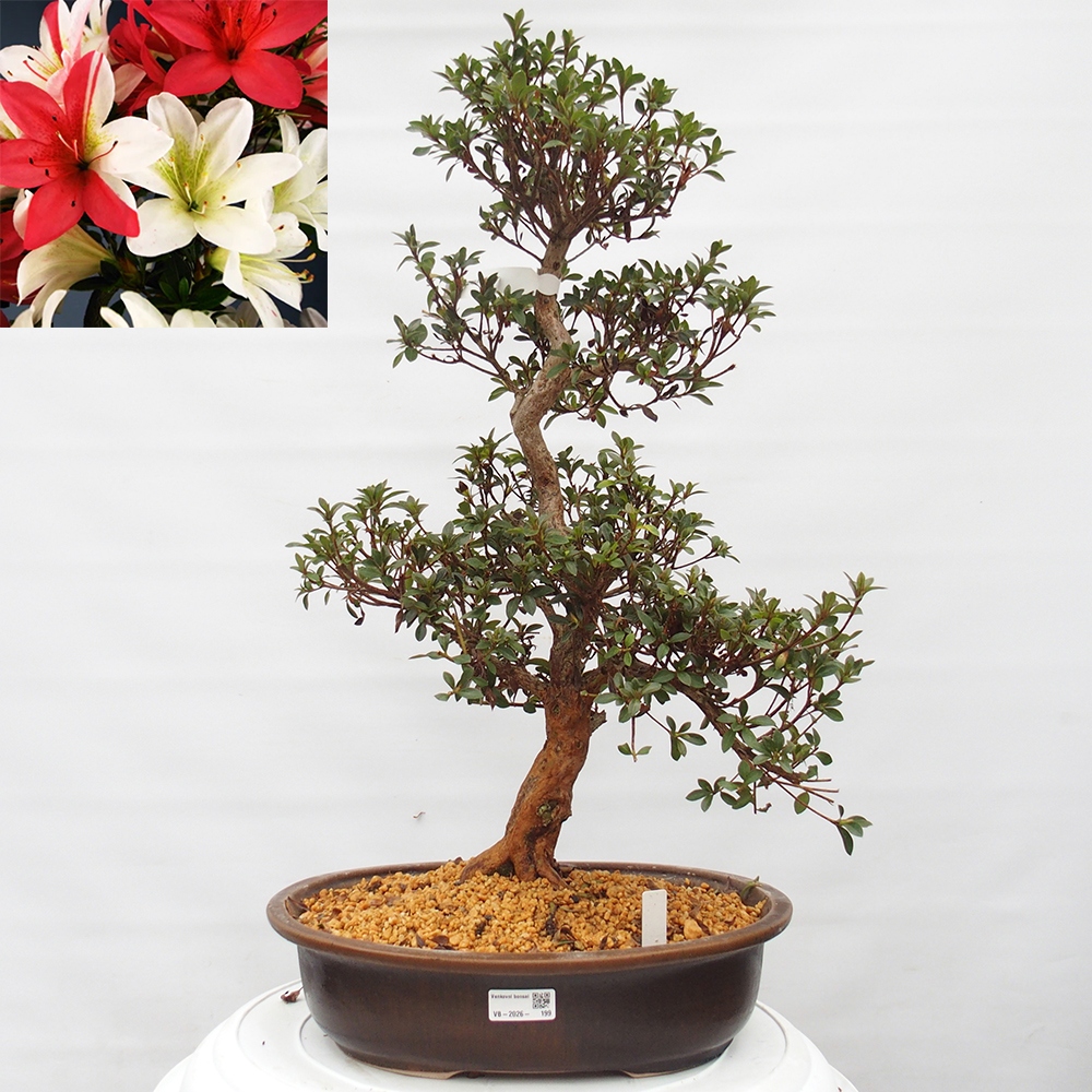 Bonsai da esterno - Azalea giapponese - Azalea Hanatsuzuri