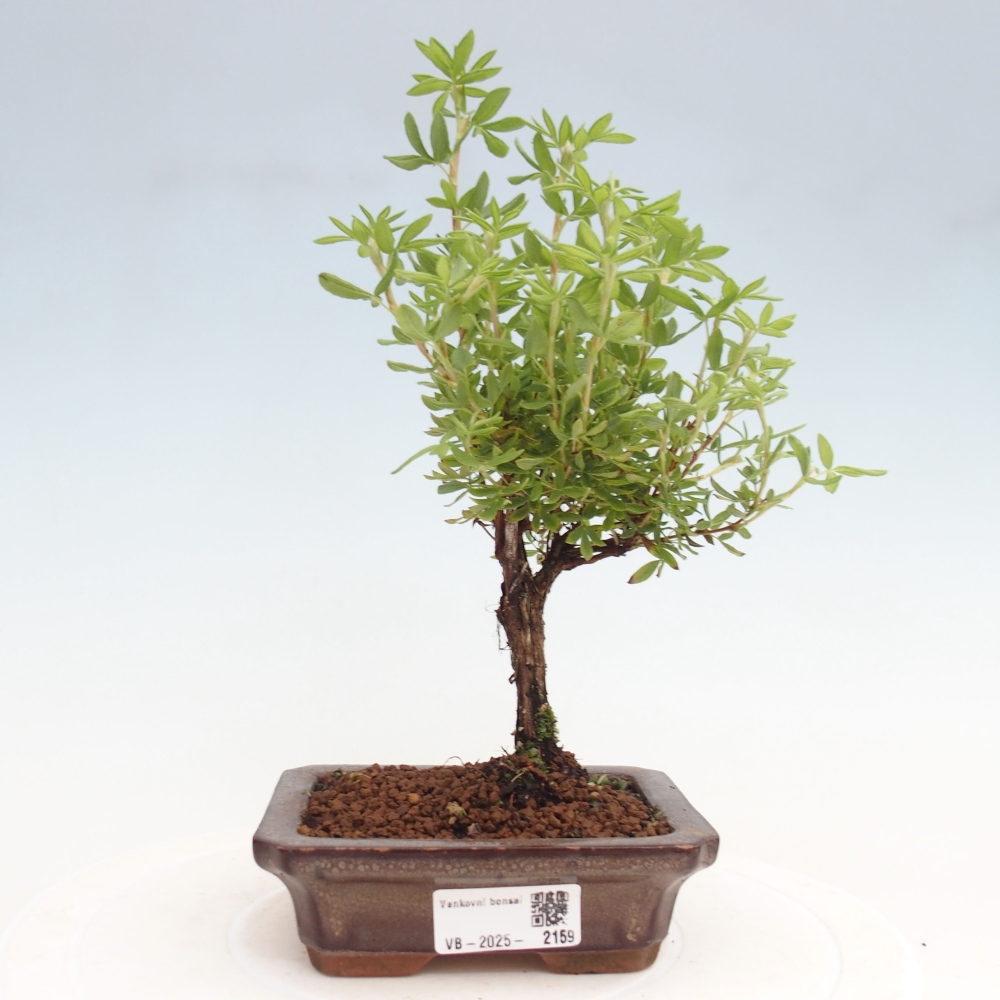 Bonsai da esterno - Potentila fruticosa yellow Bird