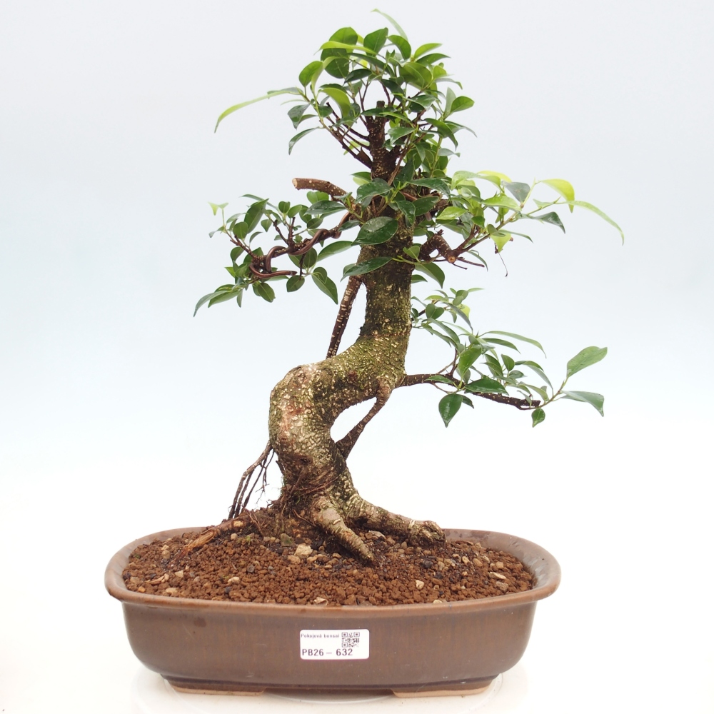 Camera bonsai - Ficus kimmen - ficus a foglie piccole