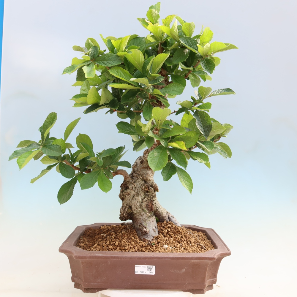 Bonsai da esterno - Photinia villosa