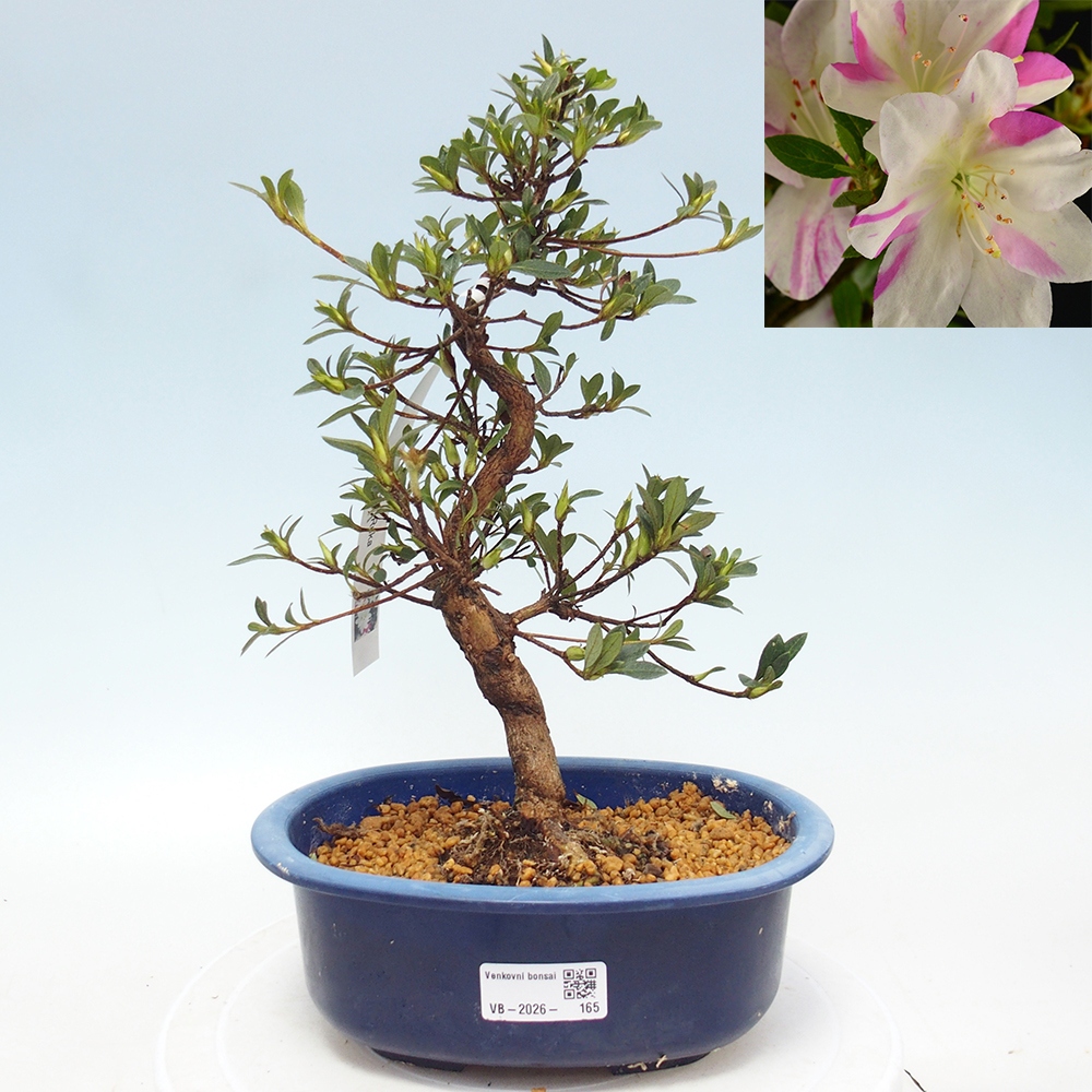 Bonsai da esterno - Azalea giapponese - Azalea a mano
