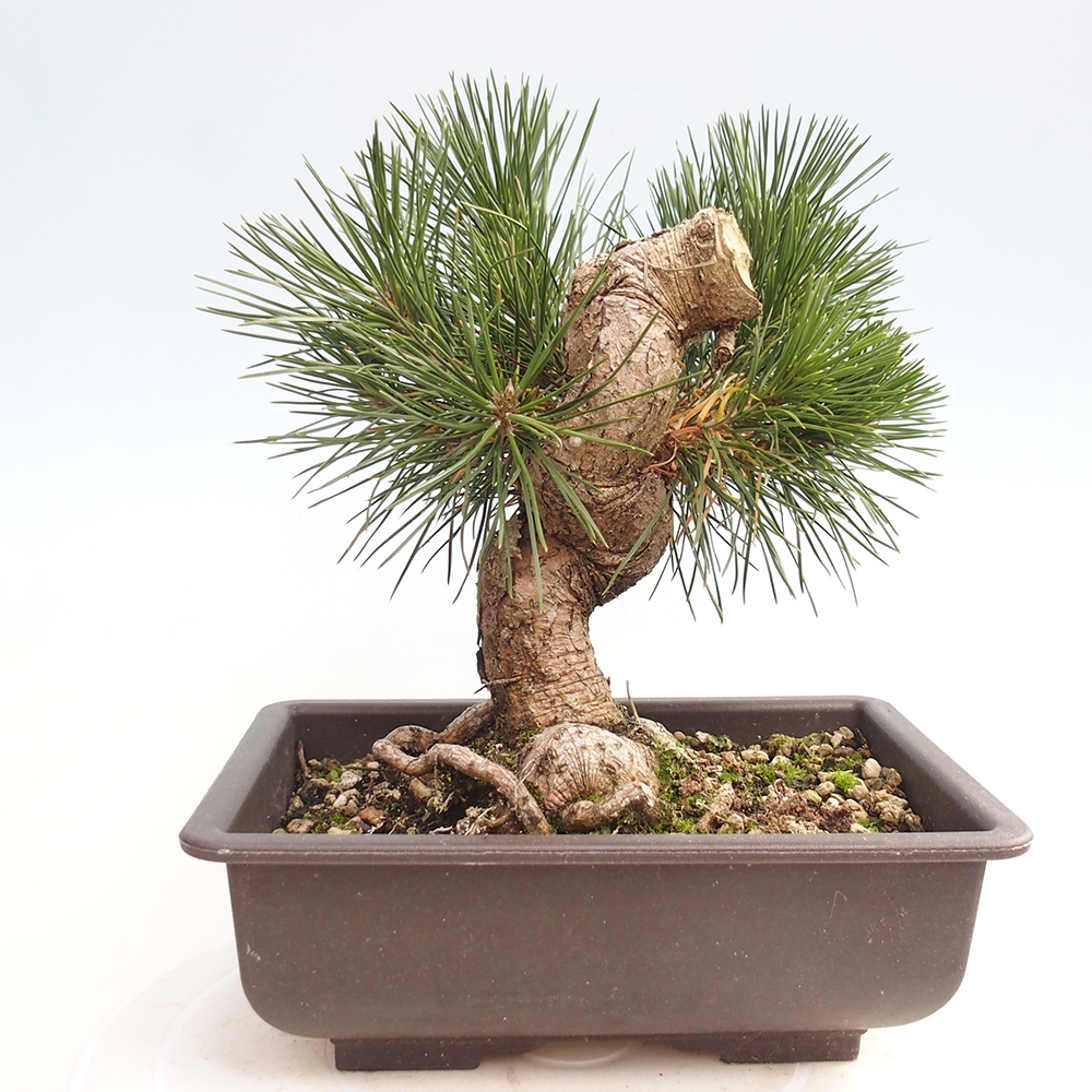 Bonsai da esterno - Pinus thunbergii - Pino di Thunberg