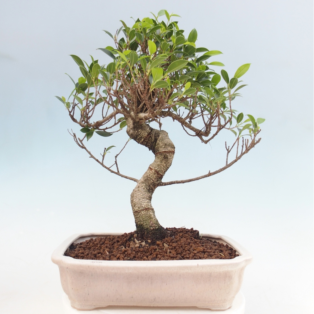 Camera bonsai - Ficus kimmen - ficus a foglie piccole