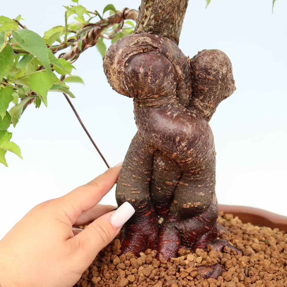 Bonsai da esterno - Albicocco giapponese - Prunus Mume