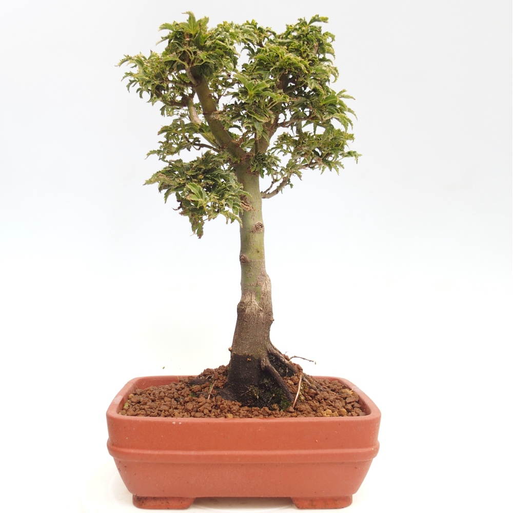 Bonsai da esterno -Palma di Giava Acer palmatum Shishigashira