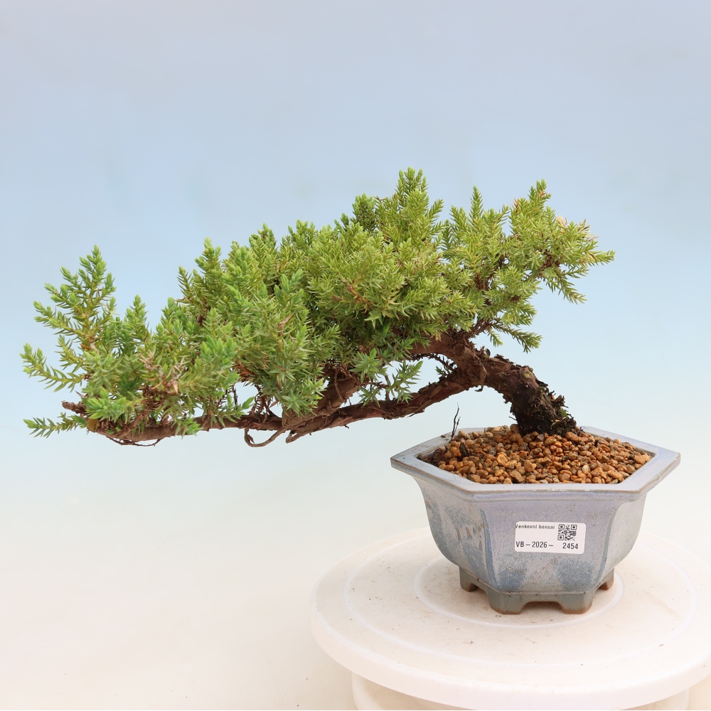 Bonsai da esterno - Juniperus procumbens - Juniperus procumbens