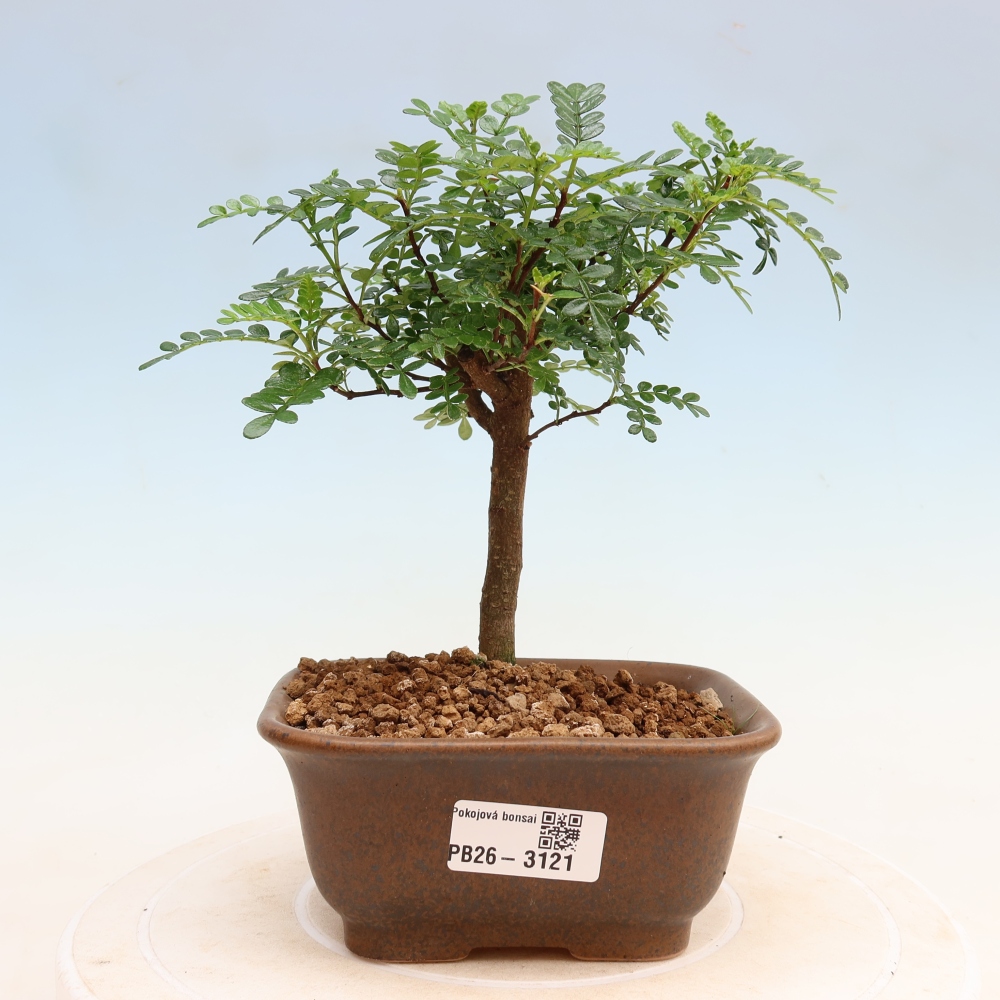 Camera bonsai - Zantoxylum piperitum - albero del pepe