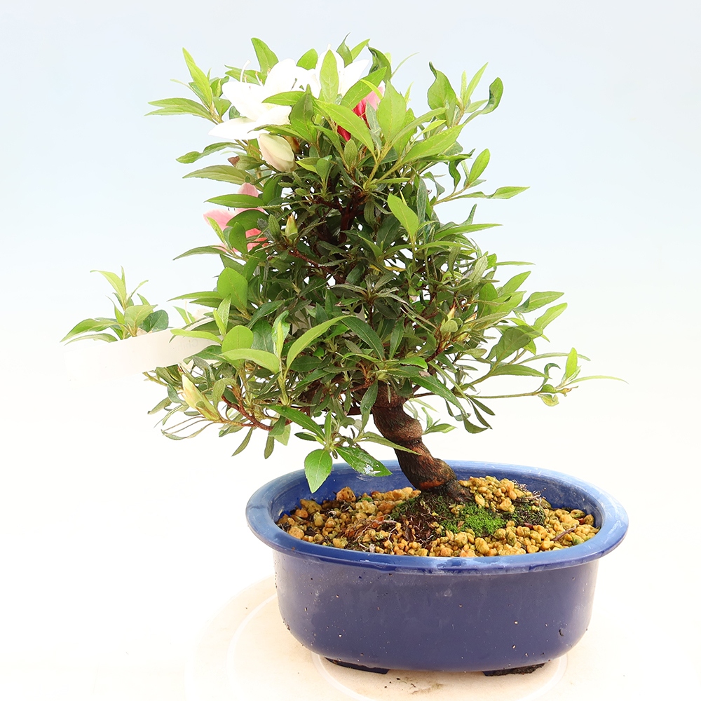 Bonsai da esterno - Azalea giapponese - Azalea CHIHIRO