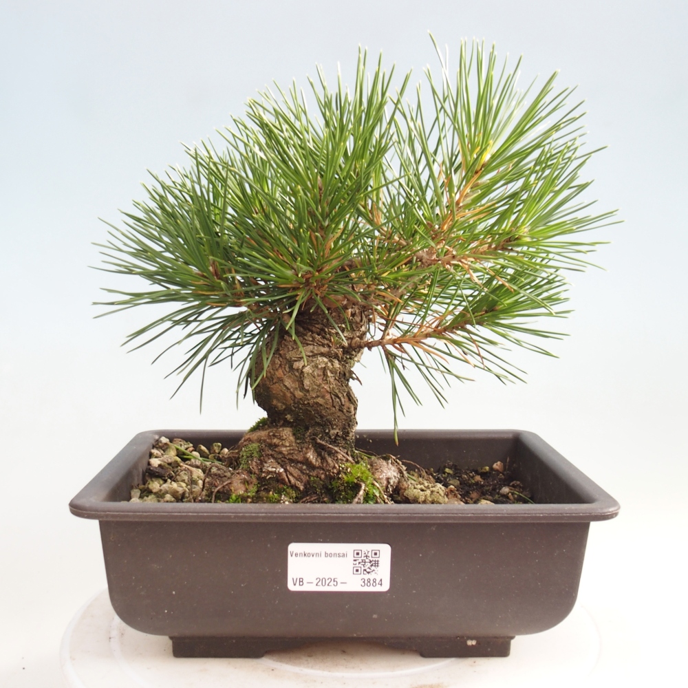 Bonsai da esterno - Pinus thunbergii - Pino di Thunberg