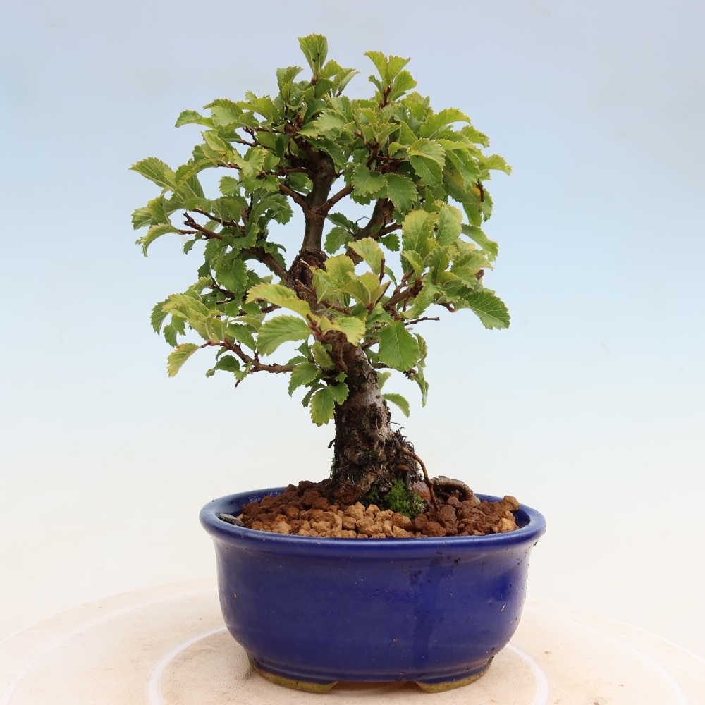 Bonsai da esterno - Zelkova - Zelkova NIRE