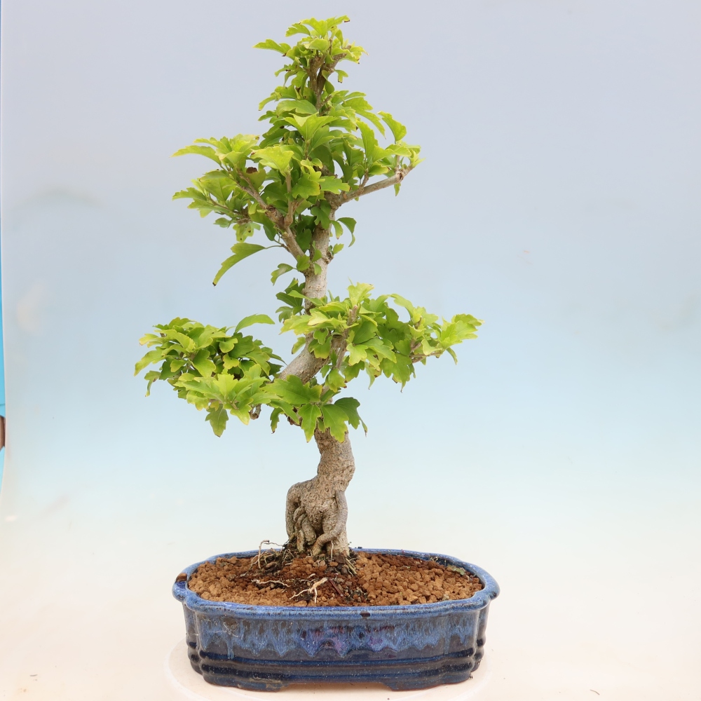 Bonsai da esterno - Hibiscus syriacus - Ibisco siriano