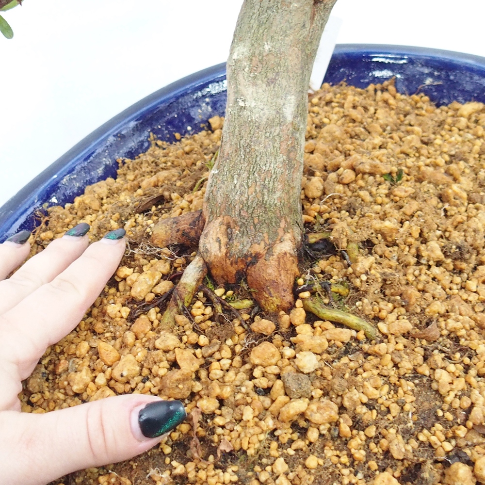Bonsai da esterno - Azalea giapponese - Azalea CHIHIRO