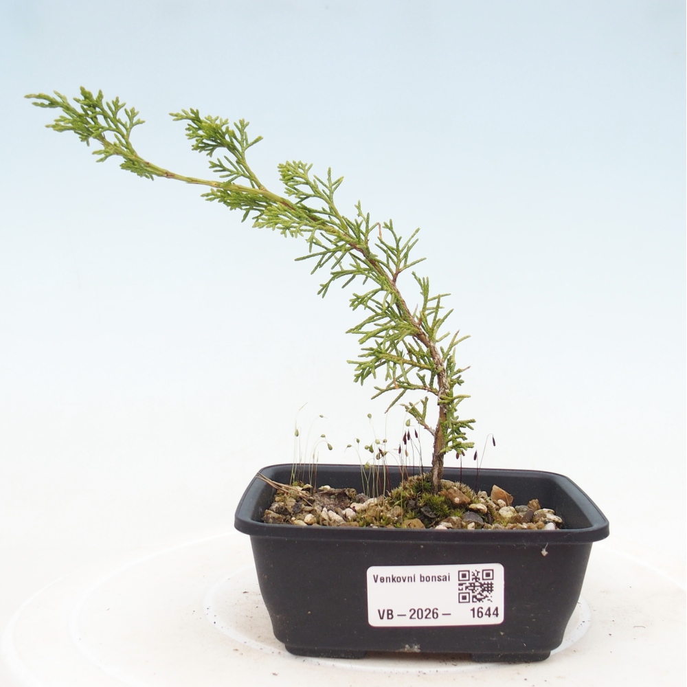 Bonsai da esterno - Juniperus chinensis Itoigawa