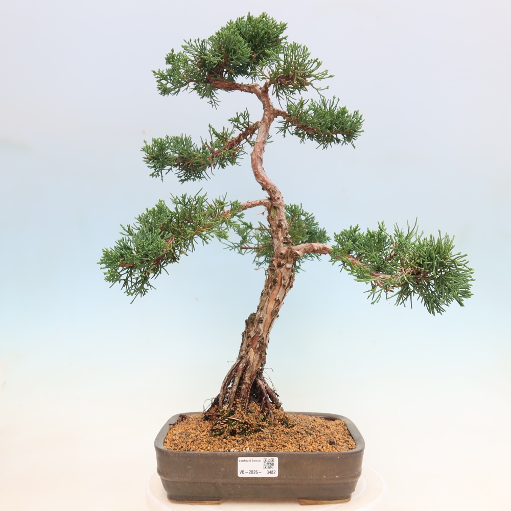 Bonsai da esterno - Juniperus chinensis Kishu
