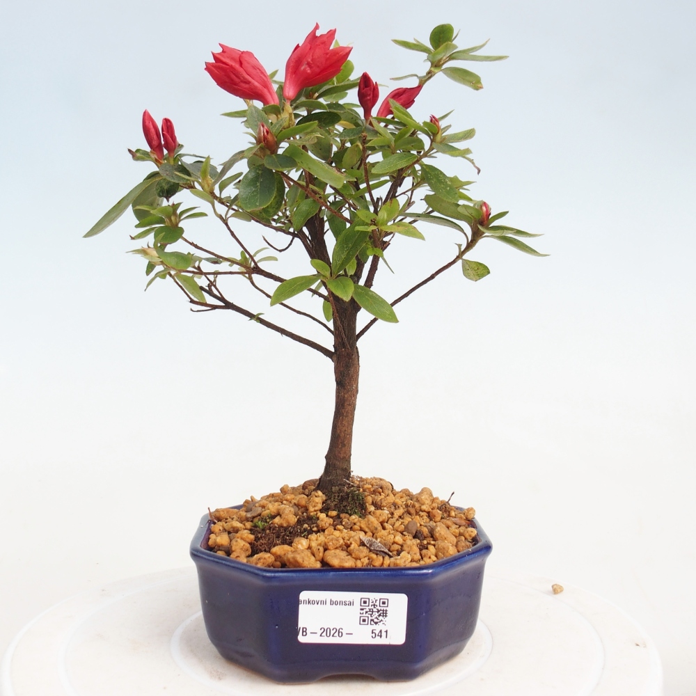 Bonsai da esterno - Azalea giapponese - Azalea sp.