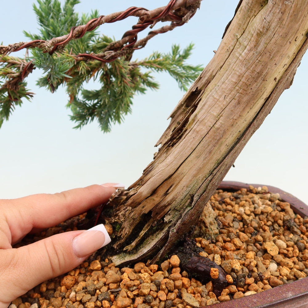 Bonsai da esterno - Juniperus squamata – Ginepro squamato