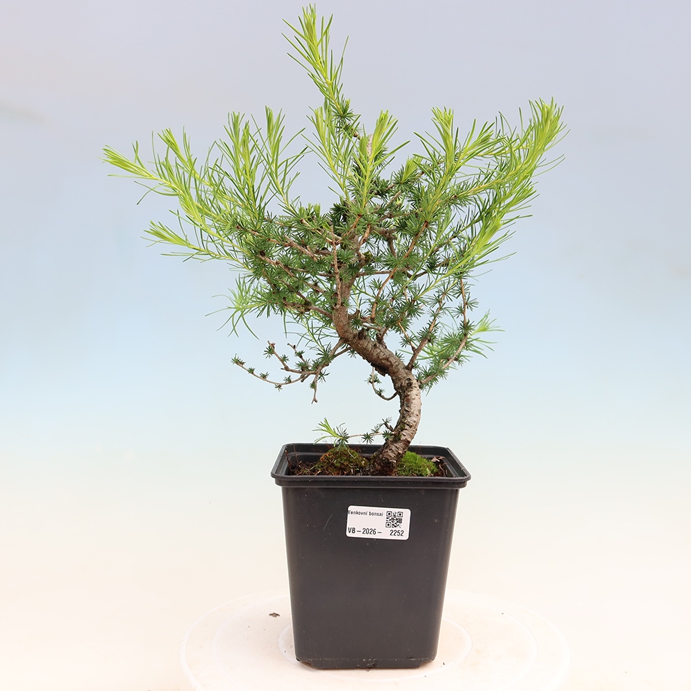 Bonsai da esterno -Larix decidua - Larice