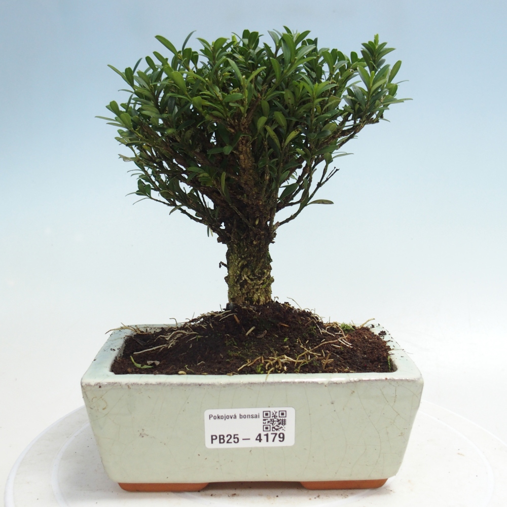 Camera bonsai - Buxus harlandii - buxus da sughero
