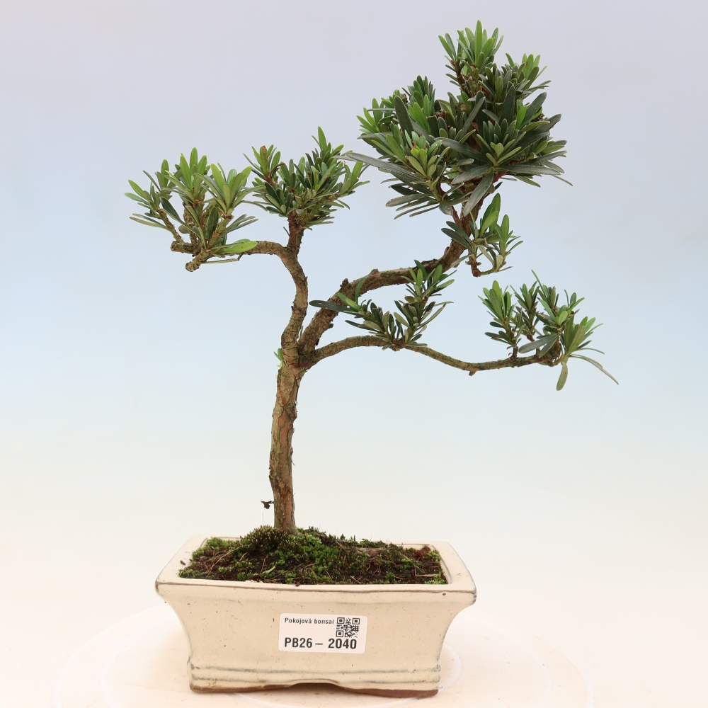 Camera bonsai - Podocarpus - Tasso delle pietre