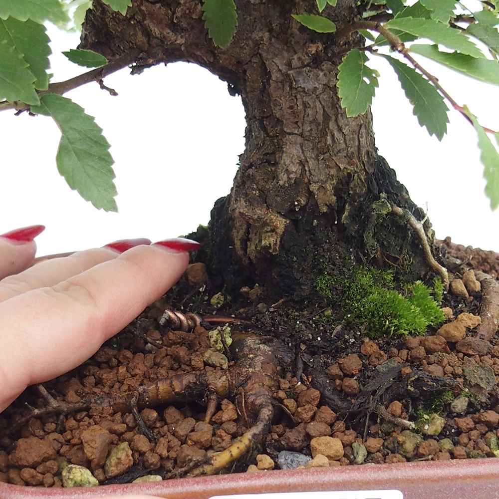 Bonsai da esterno - Zelkova - Zelkova NIRE