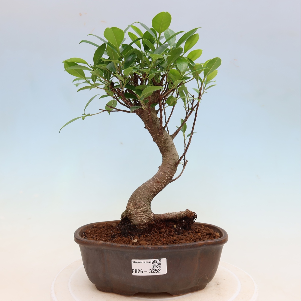 Camera bonsai - Ficus kimmen - ficus a foglie piccole