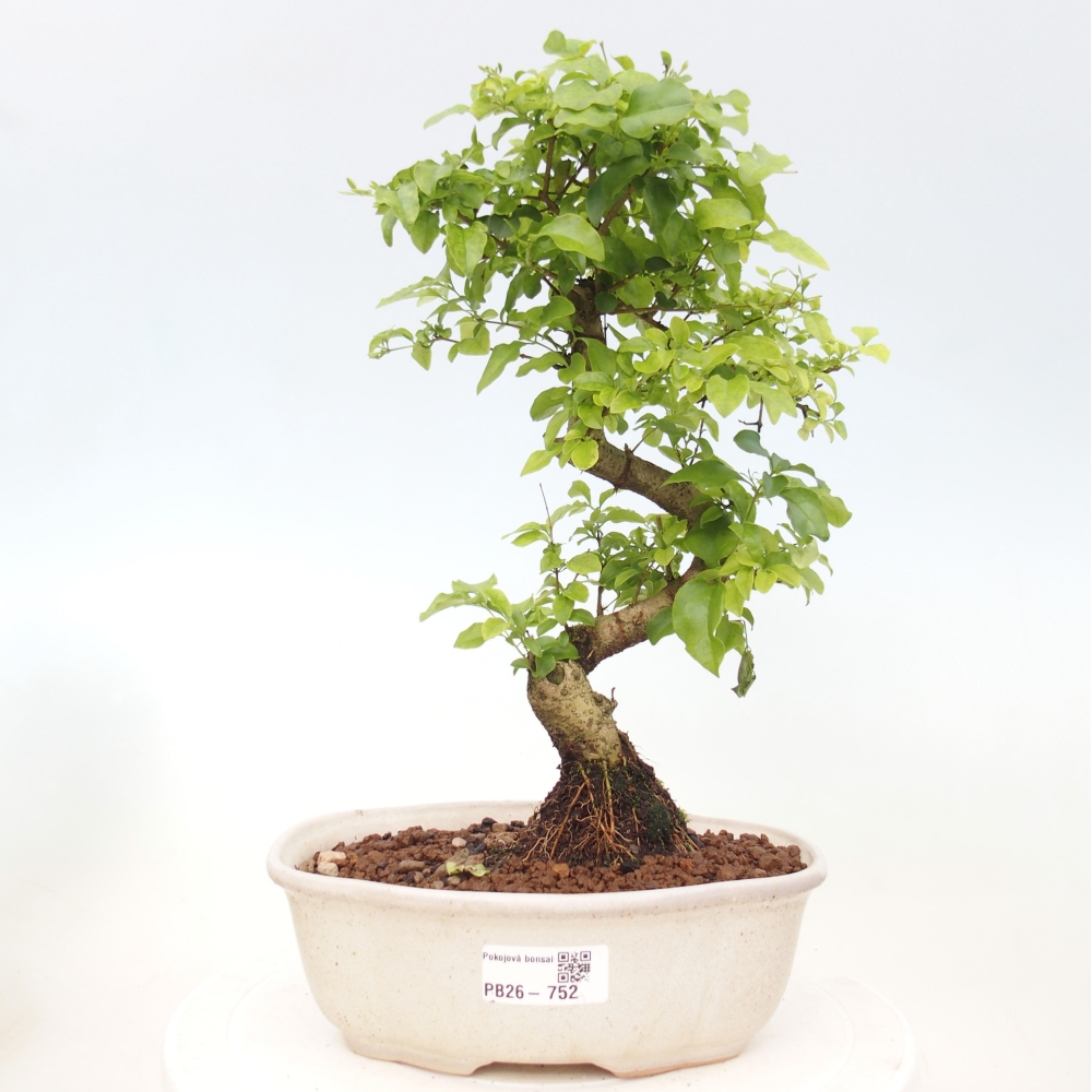 Camera bonsai -Ligustrum chinensis - Becco d'uccello