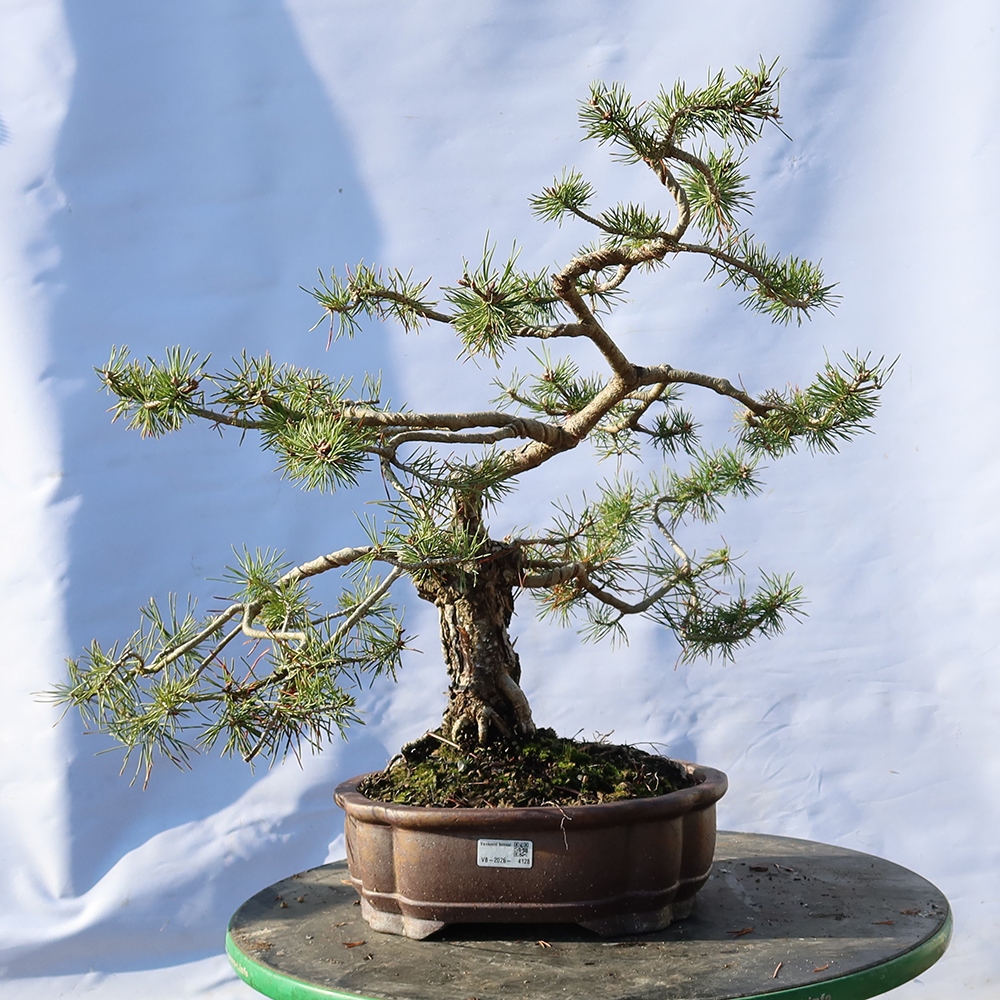 Pinus sylvestris Spagna - pino silvestre