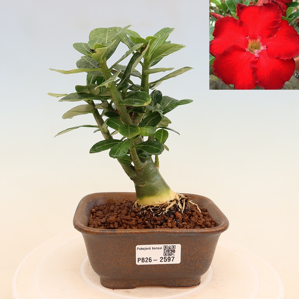 Bonsai da interno - Adenium obesum Red Star - Rosa del deserto