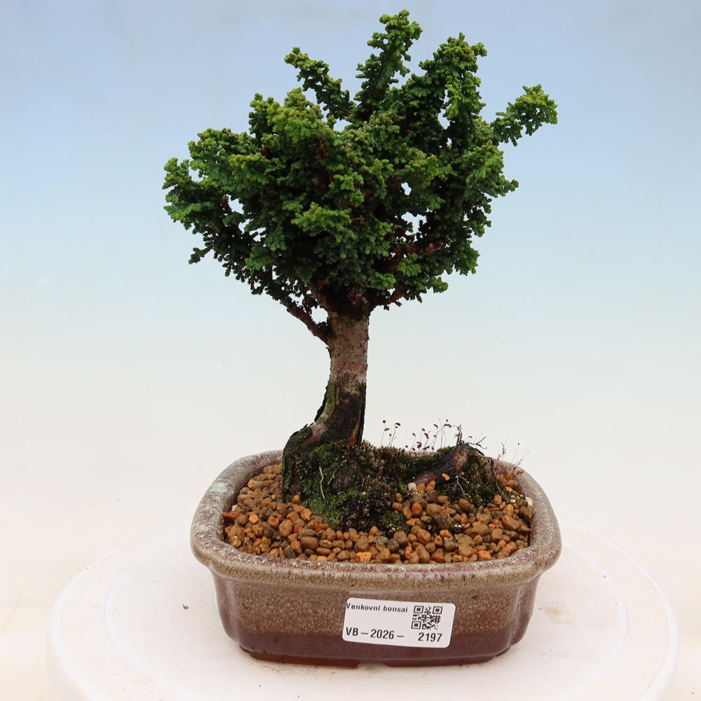 Bonsai da esterno - Cham. obtusa SEKKA HINOKI - Cipresso