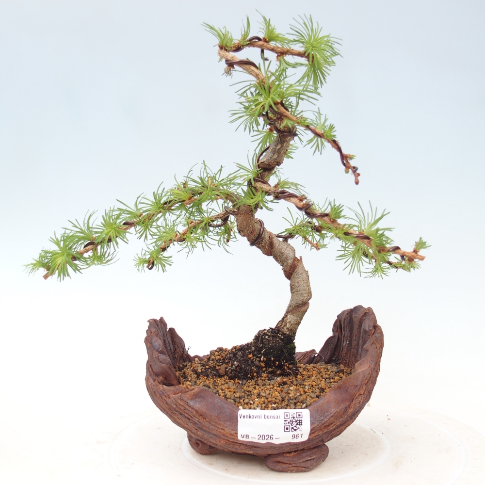 Bonsai da esterno - Larix Kaempferi - Larice giapponese