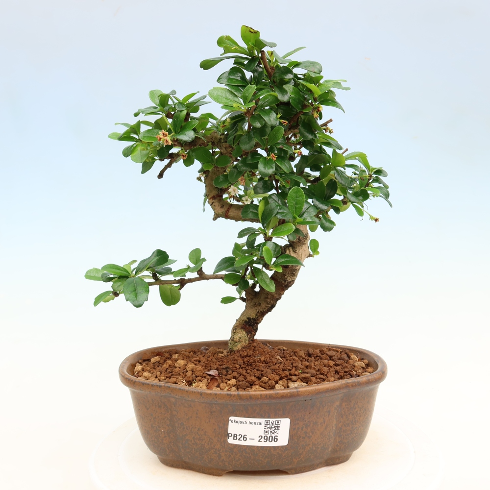 Camera bonsai - Carmona macrophylla - Tea fuki