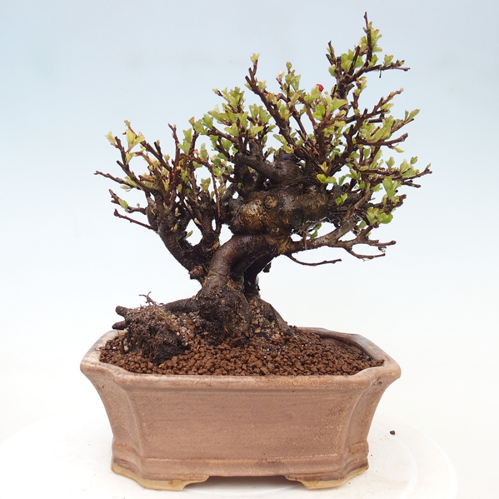 Bonsai da esterno - Chaneomeles speciosa - Cotogno