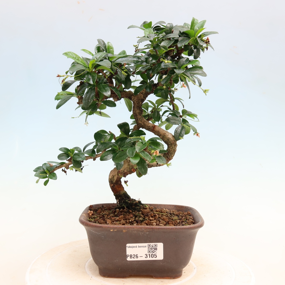 Camera bonsai - Carmona macrophylla - Tea fuki