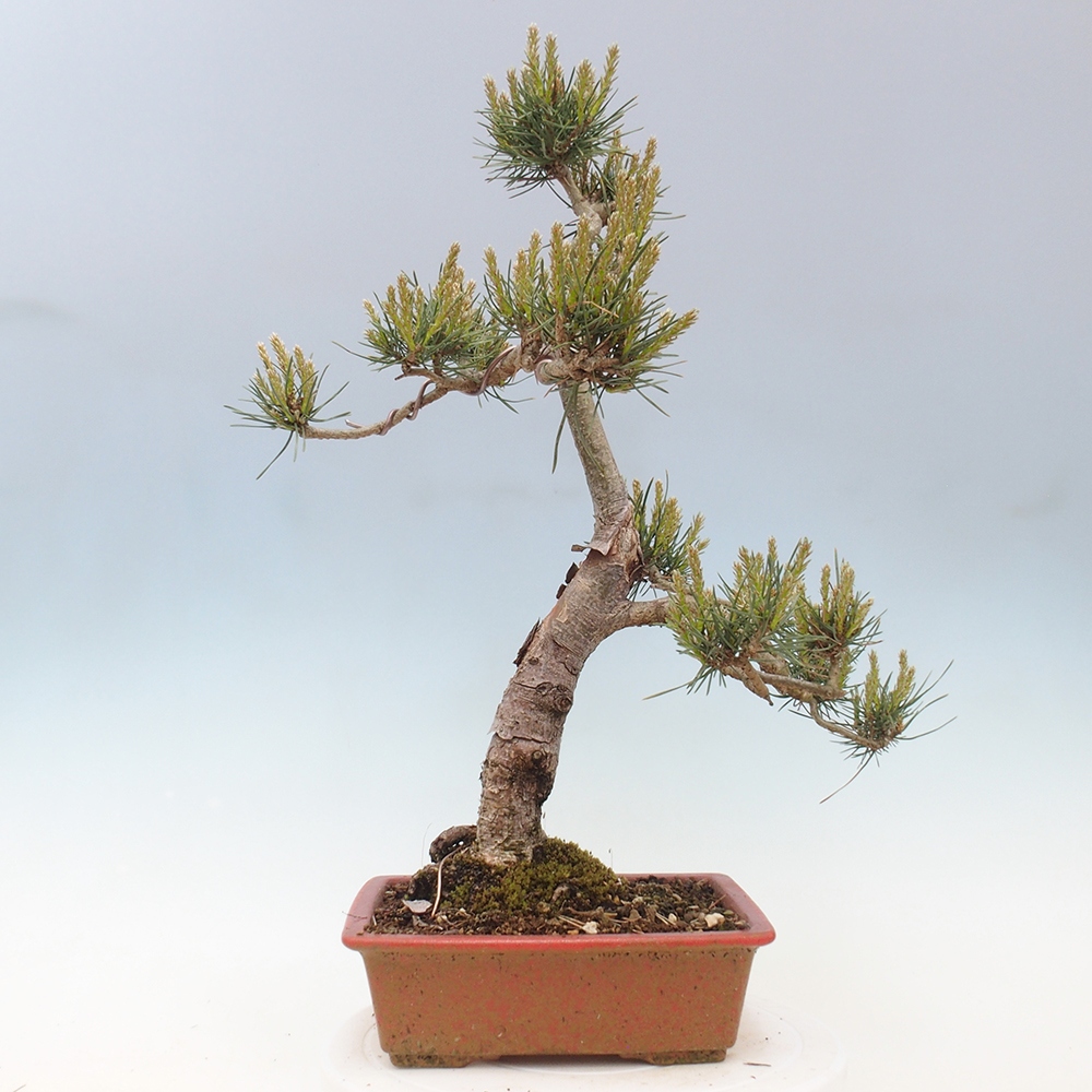 Bonsai da esterno - Pinus Sylvestris Watererri - Pino silvestre