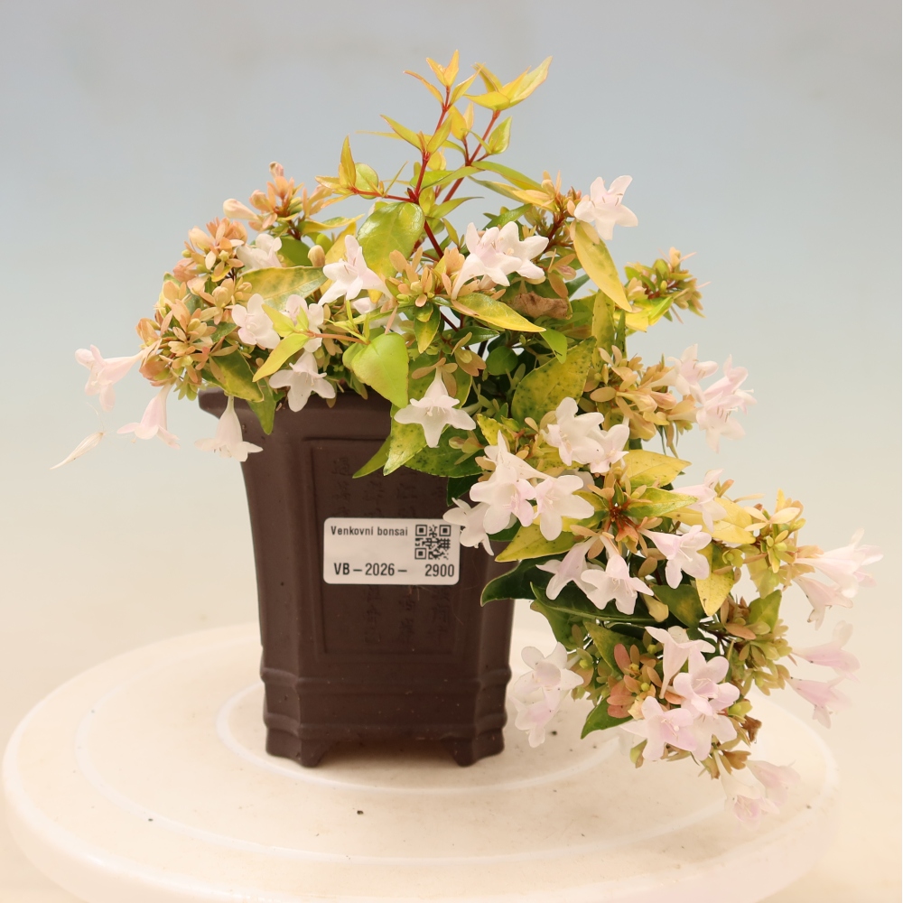 Bonsai da esterno - Abelia gr. Kleidoscope - Abelia a fiore grande