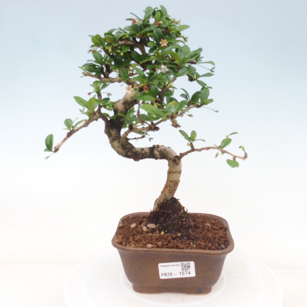 Camera bonsai - Carmona macrophylla - Tea fuki