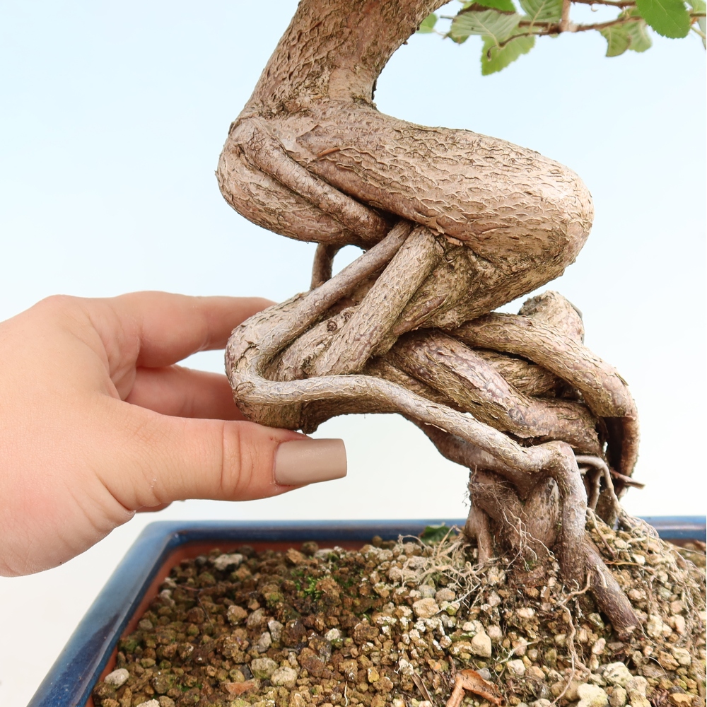 Bonsai da esterno -Carpinus CARPINOIDES - Carpino coreano