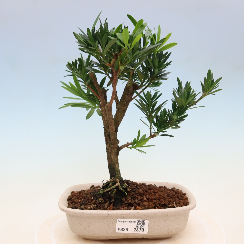 Camera bonsai - Podocarpus - Tasso delle pietre