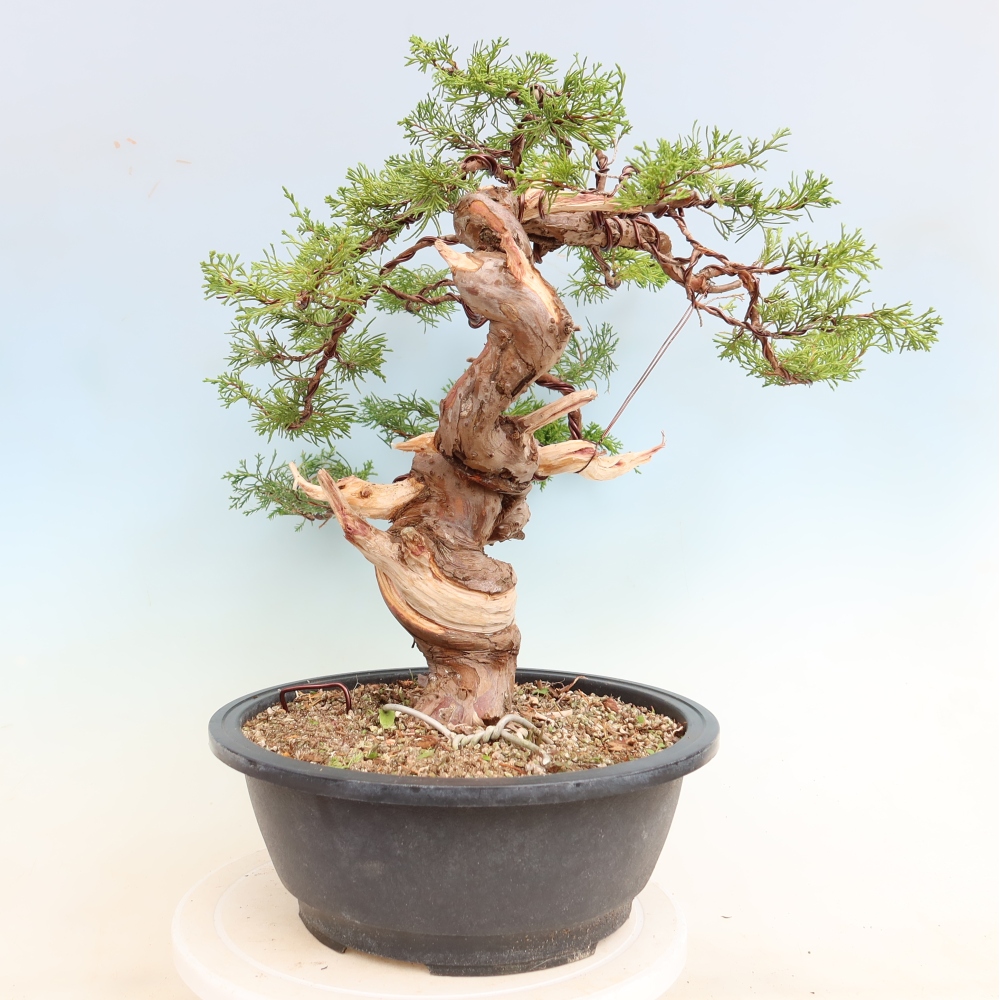 Bonsai da esterno - Juniperus chinensis Itoigawa-Juniperus chinensis