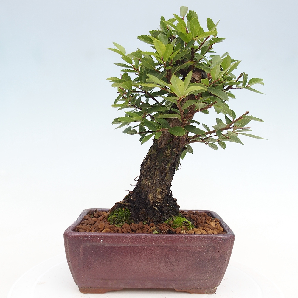 Bonsai da esterno - Zelkova - Zelkova NIRE