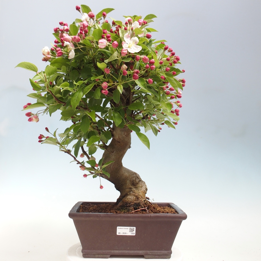 Bonsai da esterno -Malus halliana - Melo a frutto piccolo