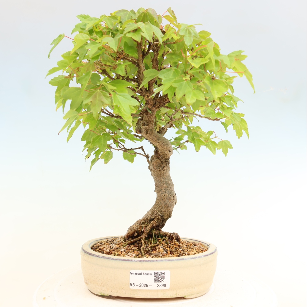 Bonsai da esterno - Acero Burger - Acer Burgerianum